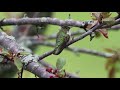 Ruby-Throated Hummingbird in the Backyard Spring 2020