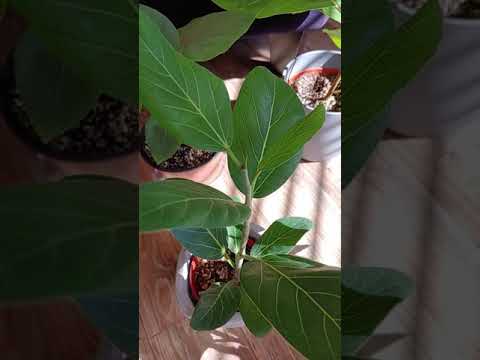 ቪዲዮ: Ficus Robusta (25 ፎቶዎች) - በቤት ውስጥ Elastica Ficus ን የመንከባከብ ባህሪዎች። በተፈጥሮ ውስጥ የጎማ ተሸካሚ ፊኩስ በአበባ መካከል ያለው ልዩነት ምንድነው?