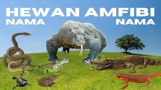 Nama Hewan Amfibi | Belajar hewan amfibi : Buaya, Katak, Kadal Air, Ular, dsb