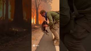 Saving A Koala From An Australian Wildfire