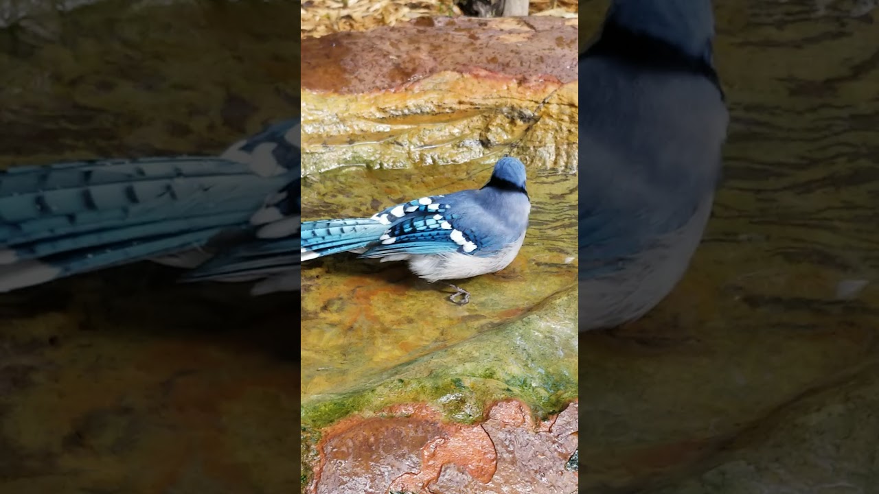 Blue Jay takes a bath at the 