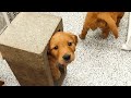 Golden Retriever Puppy Finds New Hiding Spot...