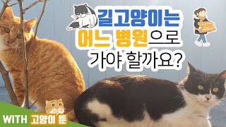 The story of a stray cat finding a hospital. A video and cat cartoon