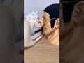 ニカvs黄猿。勝者は…!?/Nika vs Kizaru… Who Wins!? 【ONE PIECE ワンピース】#shorts
