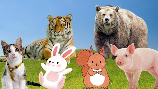 Exicted animal activities: dog, cat, pig, rabbit, bear,... by Animal Paradise 63,546 views 1 year ago 16 minutes