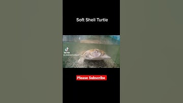 Soft Shell Turtle 🐢 #shorts #shortvideo #turtle #reptiles #animal #like #subscribe #viral #foryou