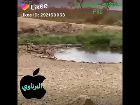 مقطع مضحك البرناوي