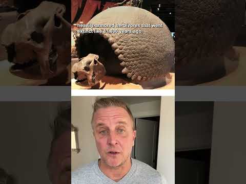 Video: Armadillos: Animals Contemporaries of Dinosaurs