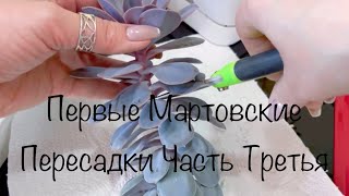 Первые Мартовские Пересадки( Часть Третья) #суккуленты#папоротник#аглаонемы