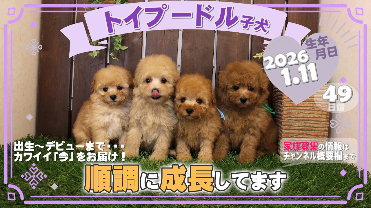 トイプードル子犬｜2026.1.11生（49日齢）｜オレンジ・ペールフォーン｜男の子・女の子｜滋賀県