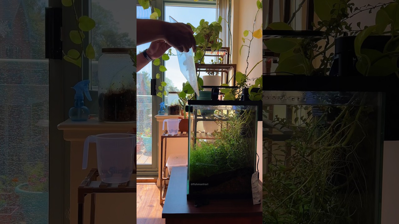 Feeding the celestial pearl danios #aquarium