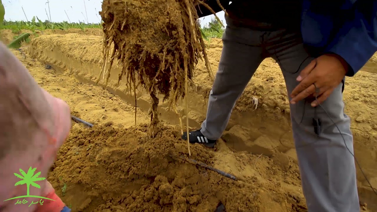 اهم العمليات الفنيه التى تتم بعد زراعة امهات الموز