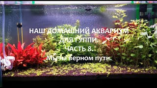 ДОМАШНИЙ АКВАРИУМ ДЛЯ ГУППИ. ЧАСТЬ 8. МЫ НА ВЕРНОМ ПУТИ.