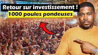 Combien d'argent rapporte une ferme de 1000 poules pondeuses