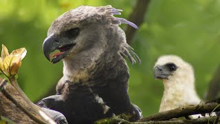 Rare Harpy Eagles Found Nesting With Chick 4K Panama Wild Travel Robert E Fuller