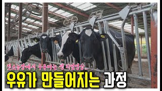 젖 짜는 영상_젓소목장에서 우유생산 과정..(feat. 우유짜다가 오줌싸다가..난리네ㅋㅋㅋ) screenshot 1