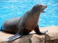 ШОУ МОРСКИХ ЛЬВОВ/SEA LION SHOW