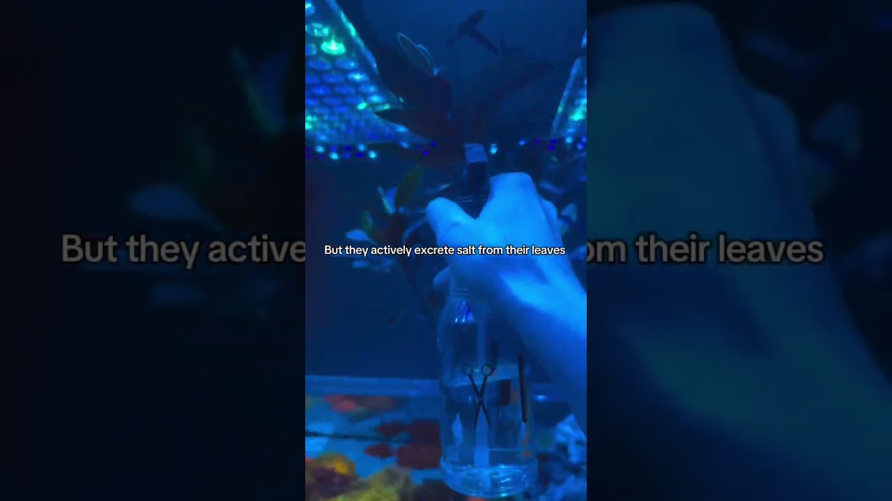 Mangroves are incredible! 