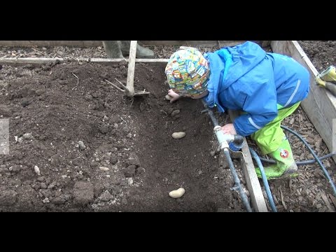 Video: Vrste rdečega krompirja: razlogi za gojenje rdečega krompirja