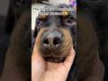 Don’t mind 🤥🤥 #doglove #reels #pets #rottweiler #viral #explore #shorts