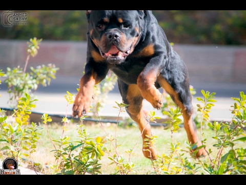 egyetlen csont rottweiler)