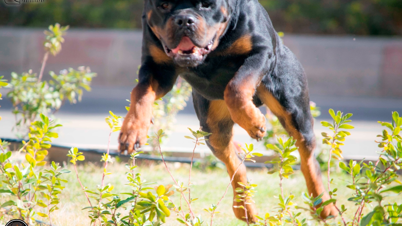 egyetlen csont rottweiler