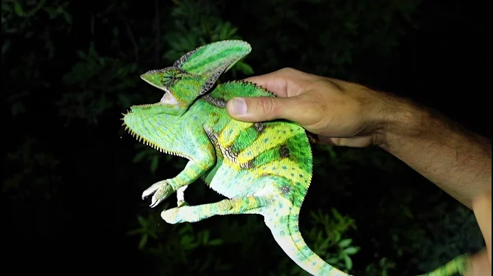 Catching Wild Chameleons in Florida
