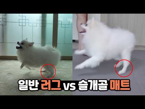 일반 러그로 강아지 슬개골 매트 대체 가능할까? 직접 비교해봤습니다