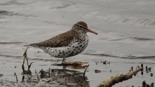 Spotted Sandpiper at Belvide, May 2017
Summer plumaged Spotted Sandpiper showing well from the Hawkshutts hide. 4th for the site.
Digiscoped- Swarovski ATS80HD, DCBII and Sony Rx100II Spotted Sandpiper at Belvide, May 2017