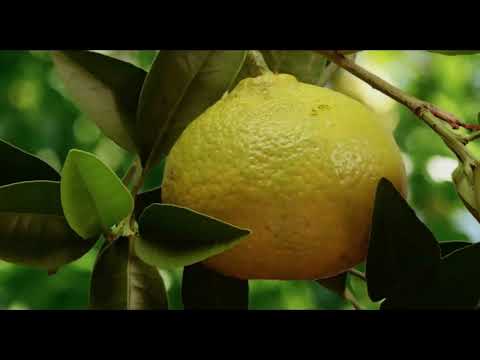 la pollinisation