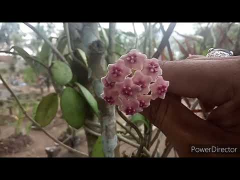 Video: Memupuk Tanaman Lilin - Bagaimana Dan Kapan Memberi Makan Tanaman Hoya