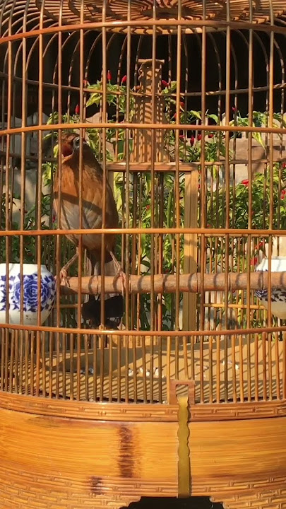 PANCINGAN SUARA WAMBI GACOR UNTUK MASTERAN WAMBI WAKTU PAGI HARI(1)