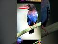 JAVAN KINGFISHER | BLUE-BELLIED KINGFISHER | HALCYON CYANOVENTRIS(AUDIO)@DISCOVER WHATZ UNIQUE #IUCN