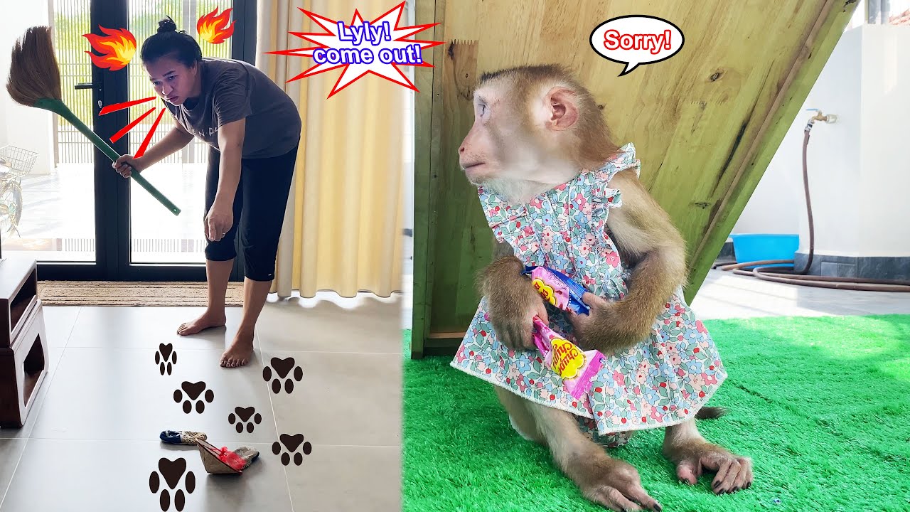 Monkey Lyly made a mess on the floor because she secretly ate candy so her mother wouldn't find out.