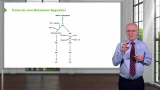 Purine Metabolism Regulation