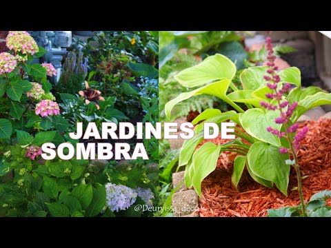 Video: Jardinería con sombra ligera - Información sobre la exposición a la sombra ligera