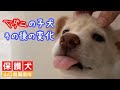 【保護犬預かり】ダニが寄生していた子犬その後の変化（里親様募集停止中）