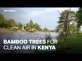Students in Nairobi plant bamboo trees to improve air quality