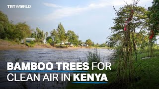 Students in Nairobi plant bamboo trees to improve air quality