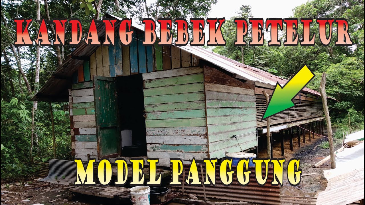 KANDANG BEBEK PETELUR MODEL PANGGUNG 