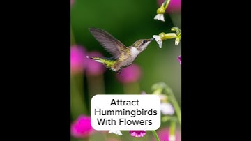 Attract Hummingbirds w/Flowers
