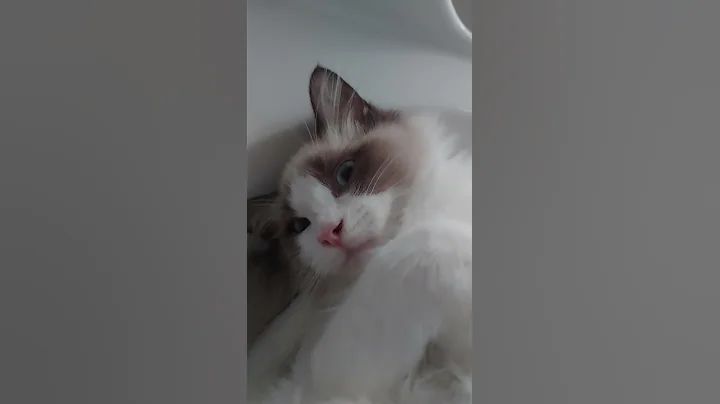 Video 1131521: sleeping cats lazy