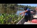 Aprenda a fazer sal de uma planta aquática do Rio Xingu