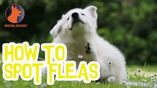How to Spot Fleas on Your Dog | Digital Doggy by Digital Doggy 833 views 7 years ago 1 minute, 35 seconds