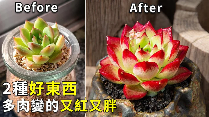 多肉植物浇水加点它，养一盆活一盆，每盆都是根多叶胖，每天都想用|succulent plants|DIY液体肥|花花世界 - 天天要闻
