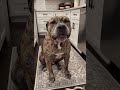 This Rare Leopard Dog’s reaction to a lemon is EVERYTHING! 🍋😂 #LemonChallenge