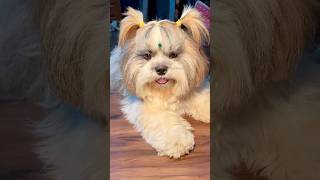2 Khunkhar Padosi 😂 #minivlog #dog #shihtzu #shorts