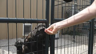 “Every year it seems like it gets worse“: Animal shelters in the Ozarks seeing increase of puppy...
