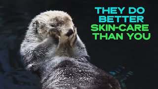 Sea Otter rubbing face and fur 🦦 by Globe Lite 185 views 1 year ago 1 minute, 5 seconds