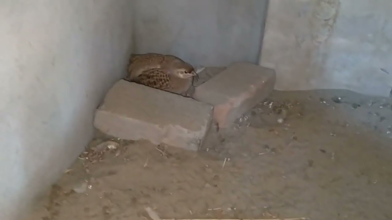 teetar k bachy nikalty vaqt kon ci ghalti nahi krni